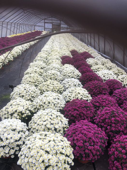 Chryzantemy drobnokwiatowe