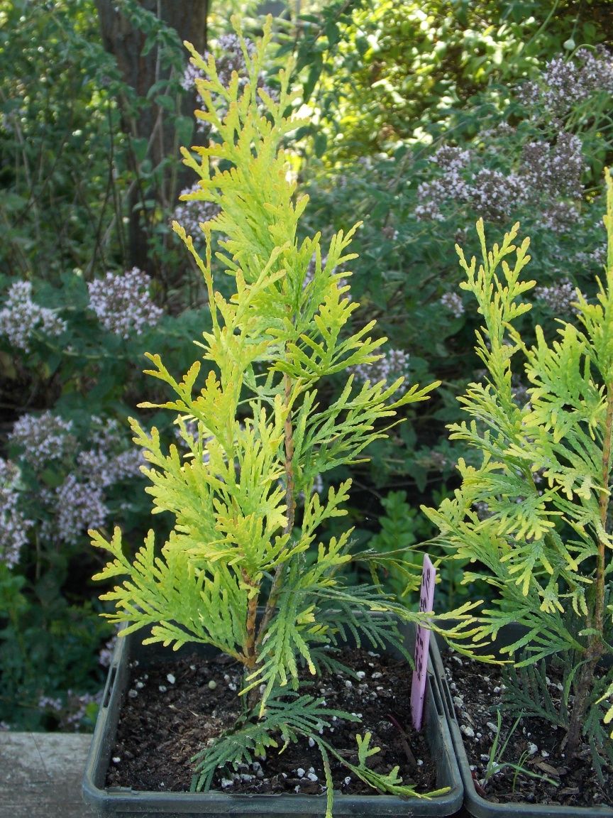 Туя західна  'Європа Голд' (Thuja occidentalis 'Europe Gold')