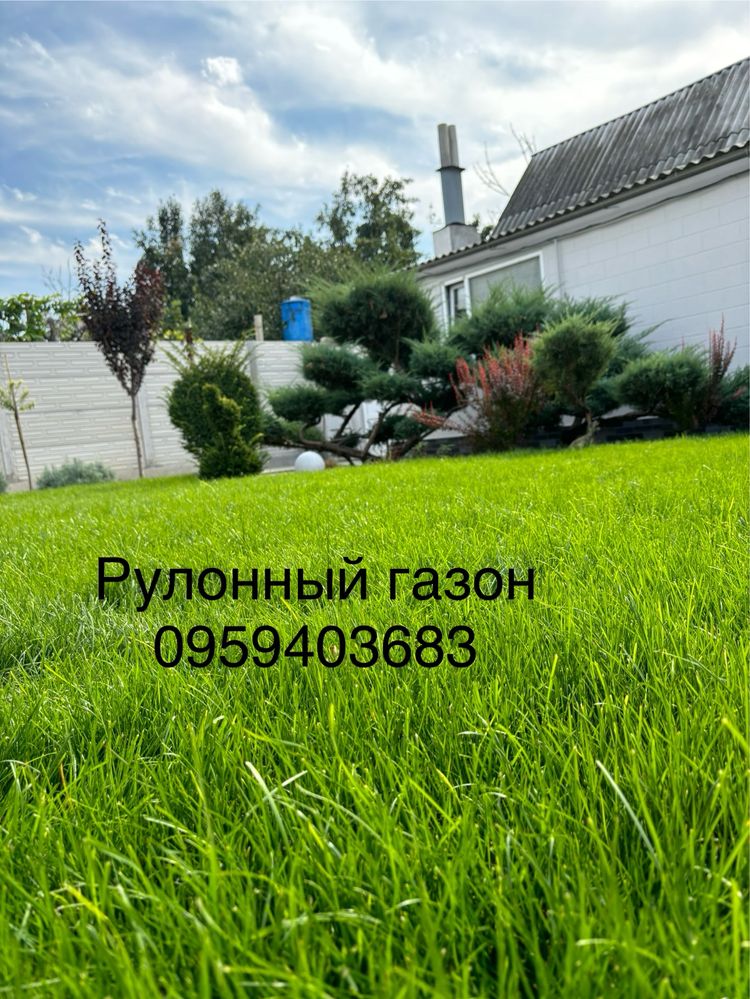 Рулонный газон. СТЕЛИМ КРУГЛЫЙ ГОД