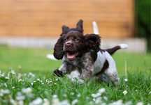 Polski spaniel myśliwski
