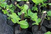 Plantas de Figueiras