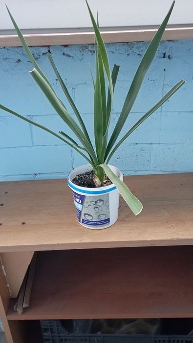 Рослини для відкритого грунту