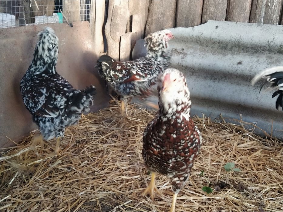 Орловські ситцеві, півники і курочки 2024 року