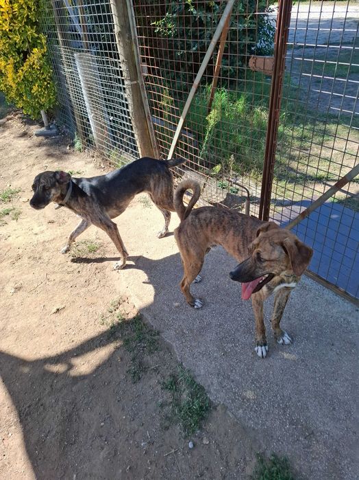 Cães  machos para adoção.Zona Matosinhos/Porto