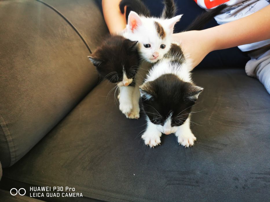 Oddam małe kotki w dobre ręce