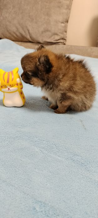 Дівчуля красотуля