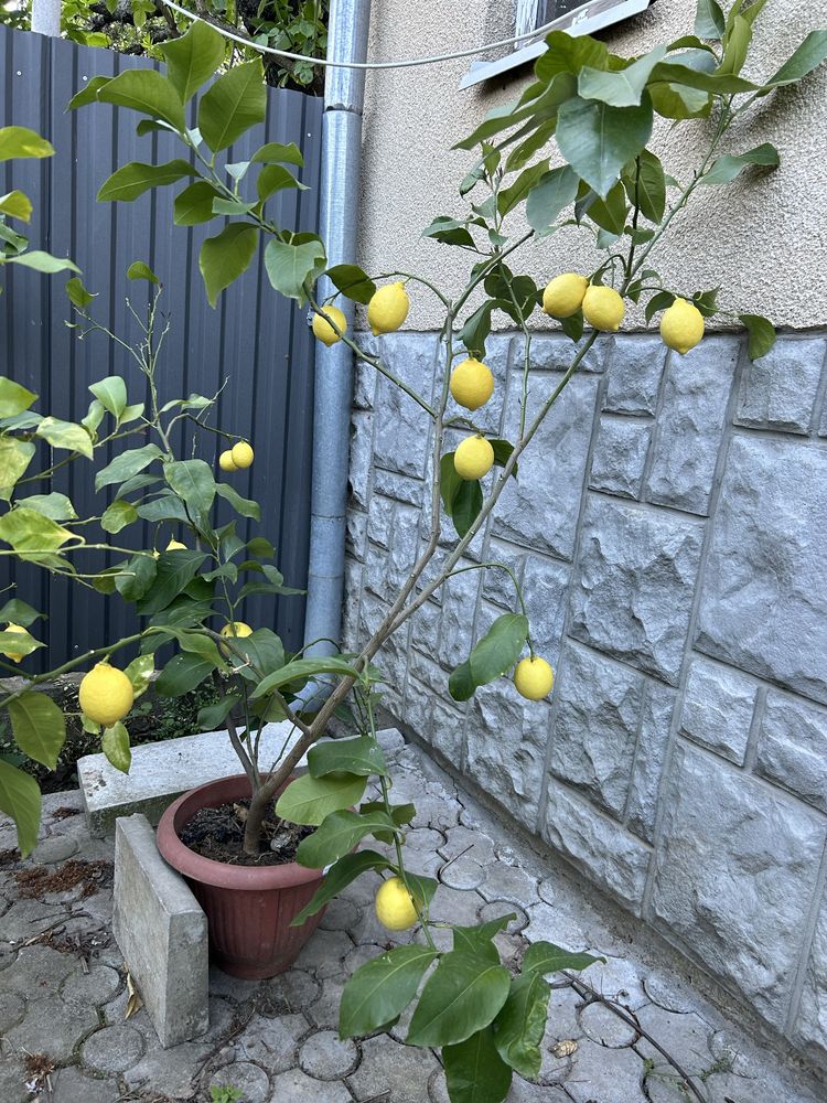 Лимони домашні