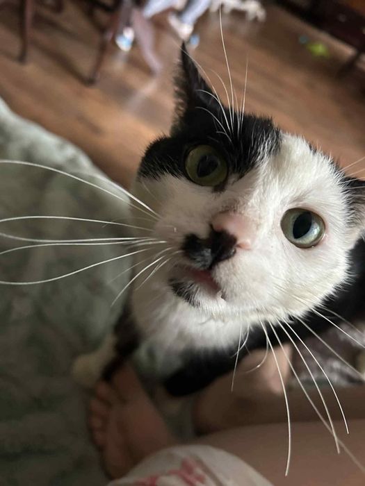 Kostek czekam na dom