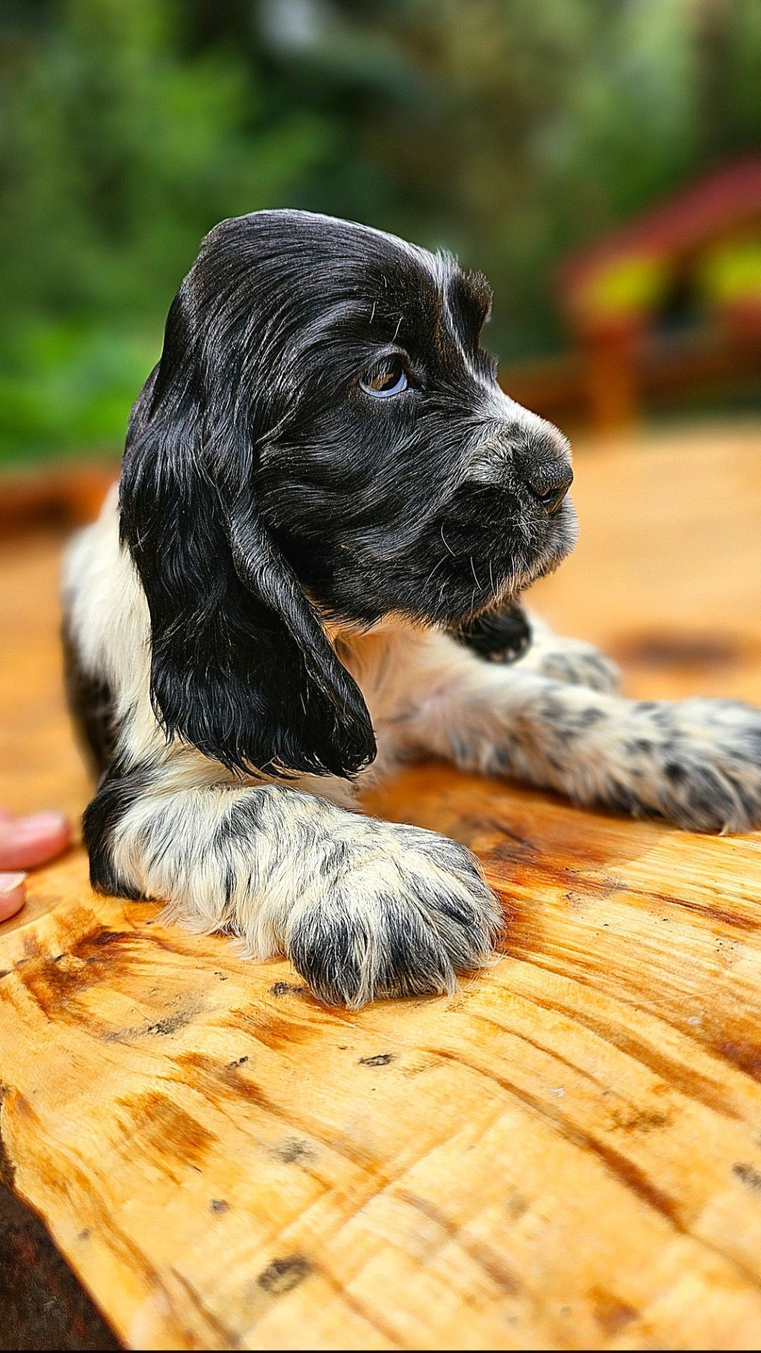 Cocker Spaniel Angielski - suczka Blue Roan, rodowód