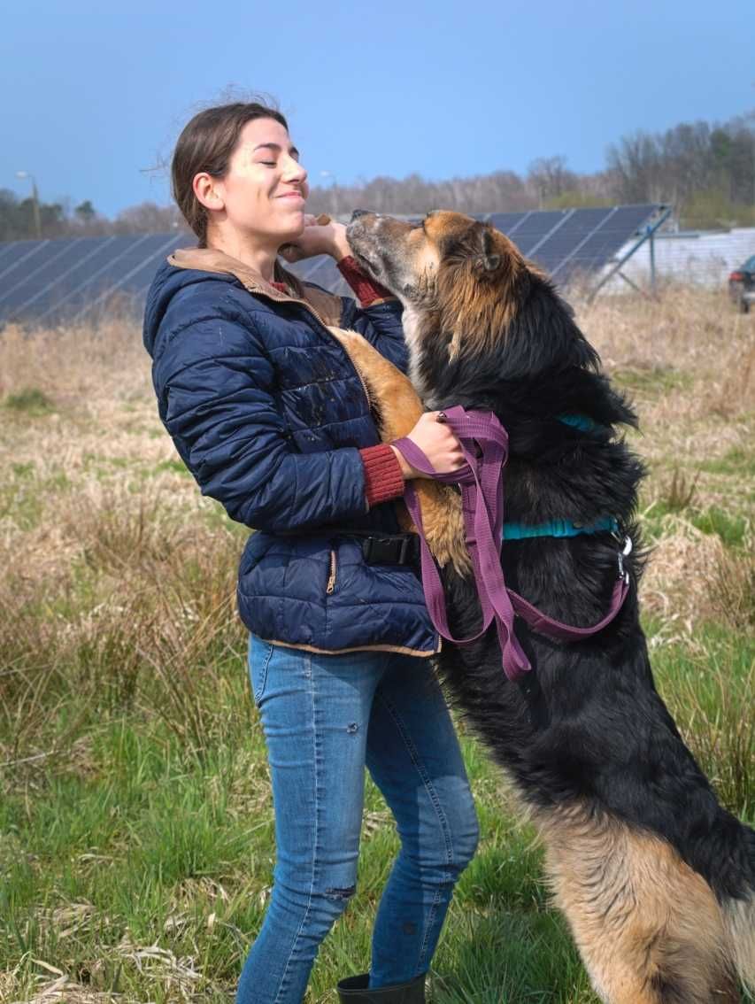 Misiek - przekochany, duży psi przytulas szika domu!