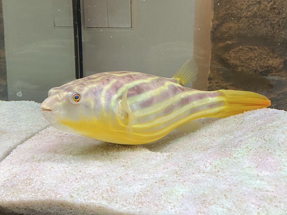Peixe balão Fahaka Tetraodon