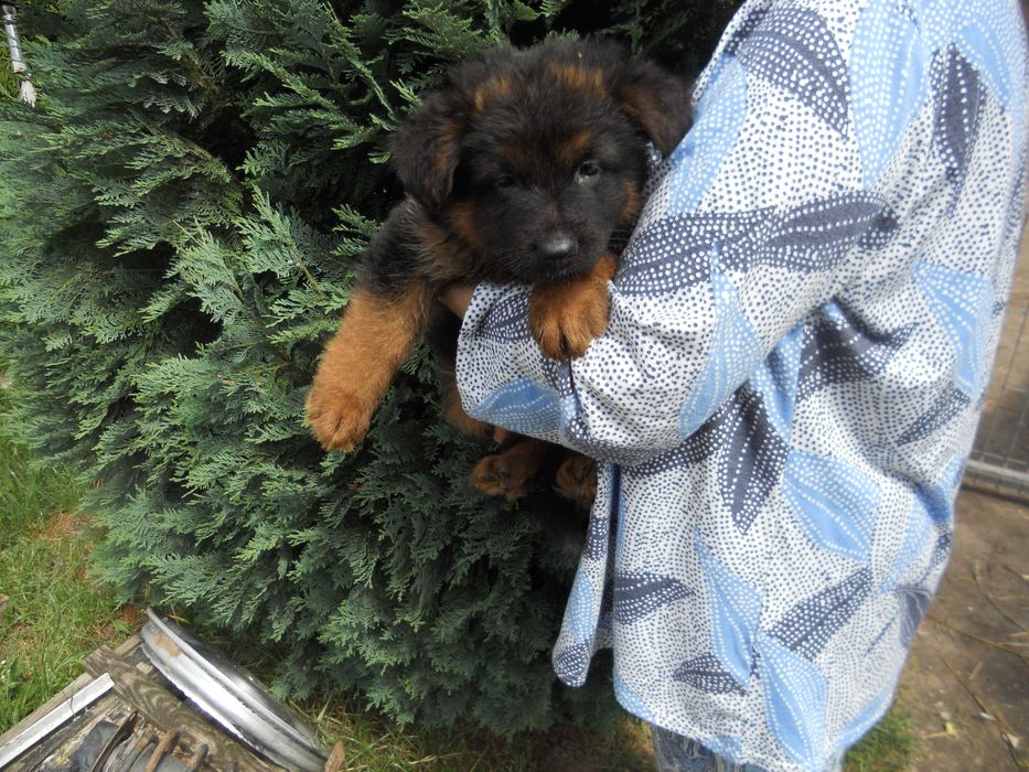 owczarek niemiecki długowłosy suczka