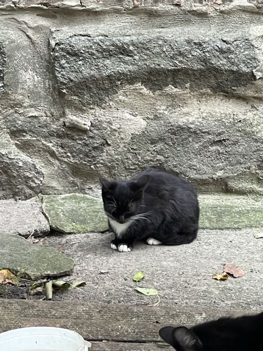 Котики в добрі руки