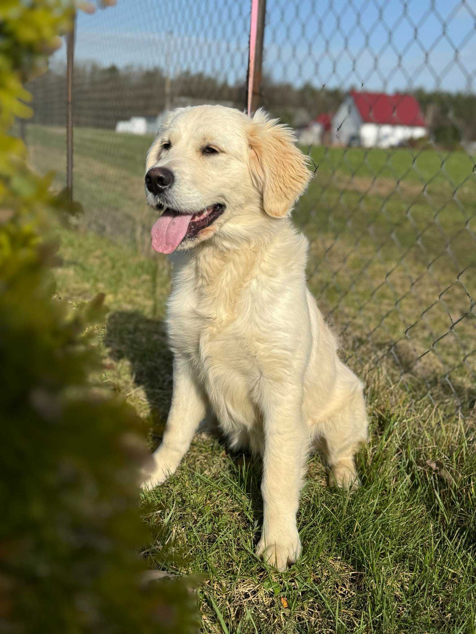 Piękny Golden Retriever pies 5 msc