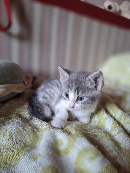 Котенок отдам даром мальчик девочка