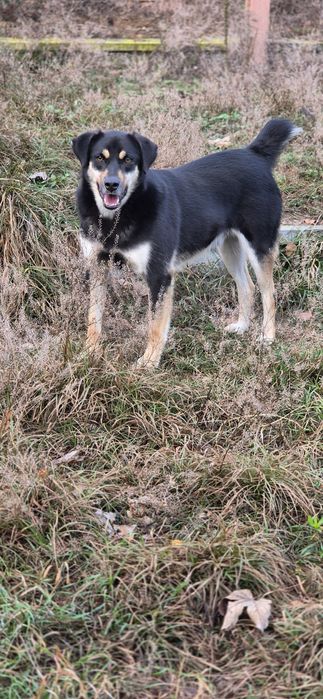 Piesek Około 2 lata