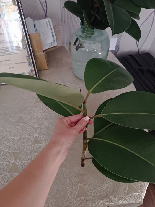 Саджанці фікуса робусти або еластіка