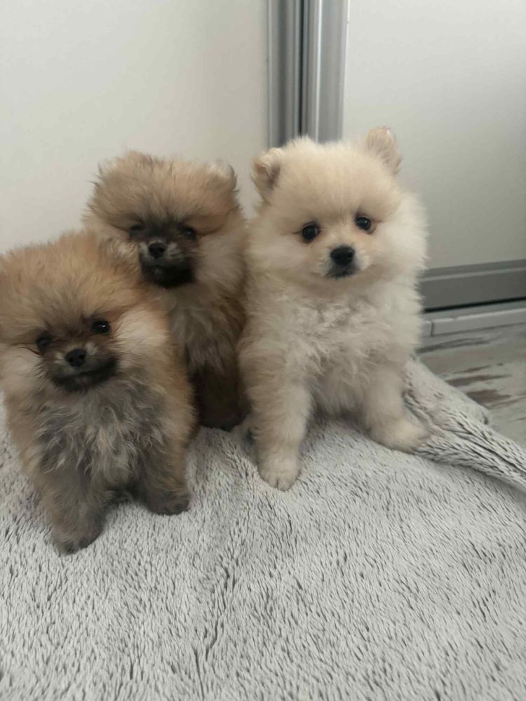 Szpic miniaturowy pomeranian miś xs krem słodziak