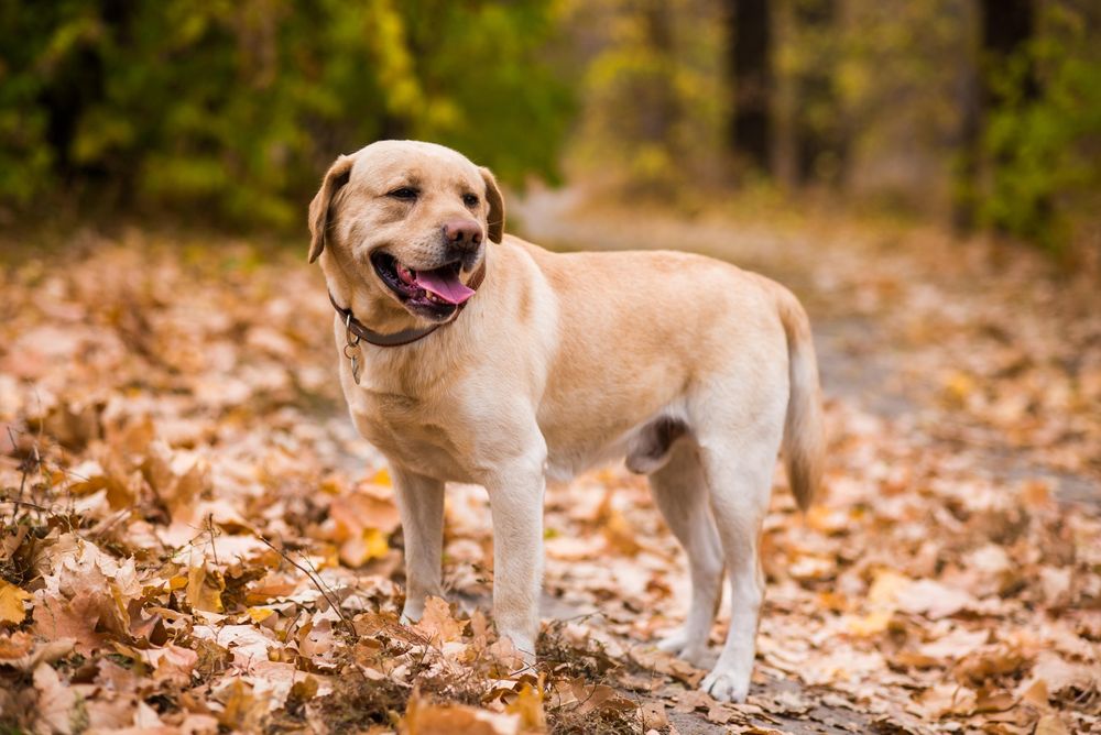 Лабрадор для вязки