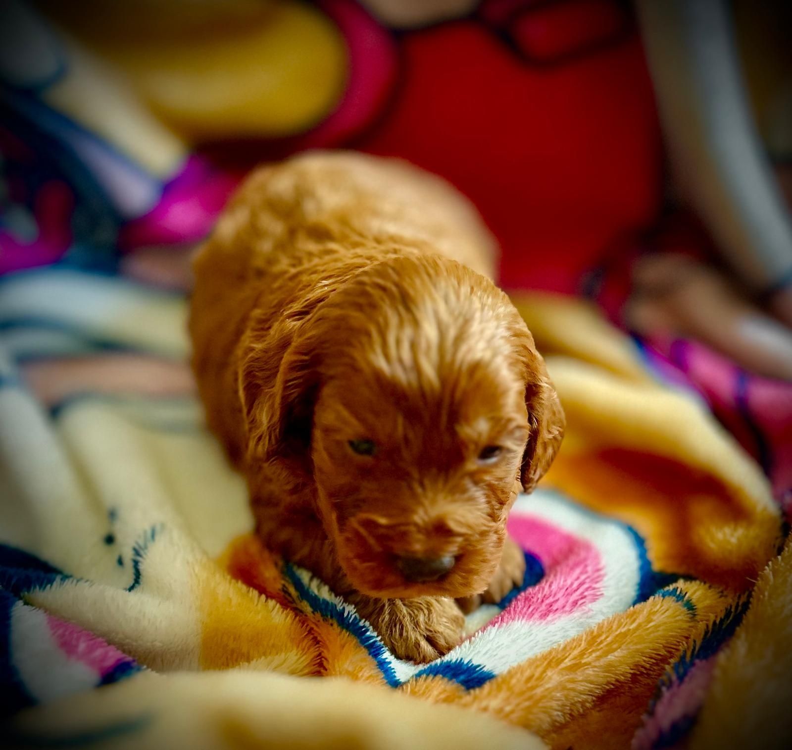 Piesek red cockapoo