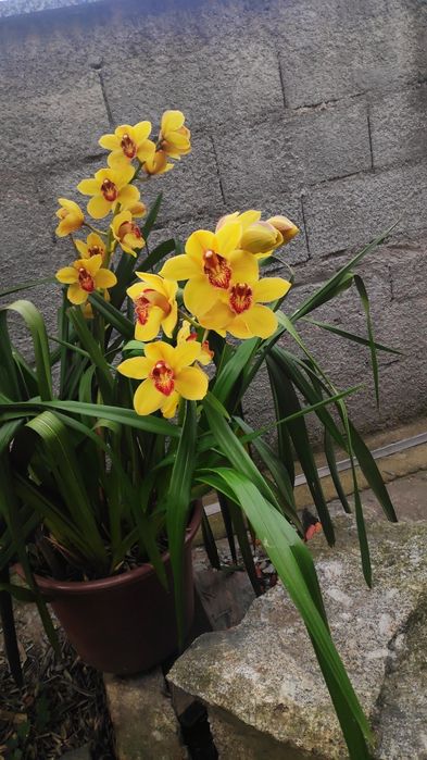 Orquídea amarela olho vermelho
