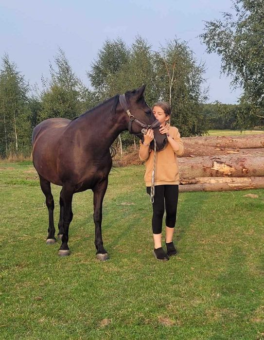 Współdzierżawa Klacz Wanessa 7lat