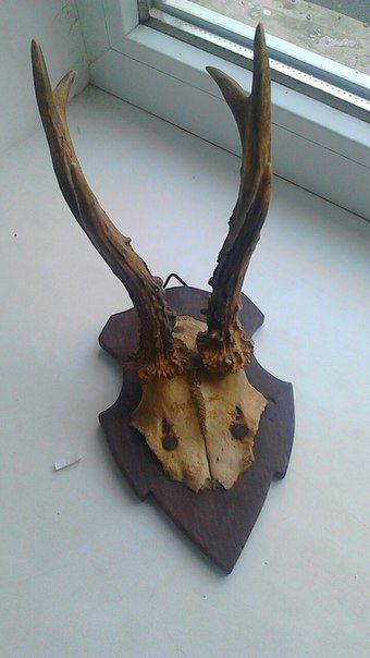 Дешево Роги з черепом 1927 рік антикваріат