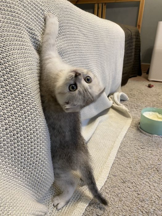 Koteczka Paulinka do odbioru - Kotka Szkocka Zwisłoucha Silver < 3