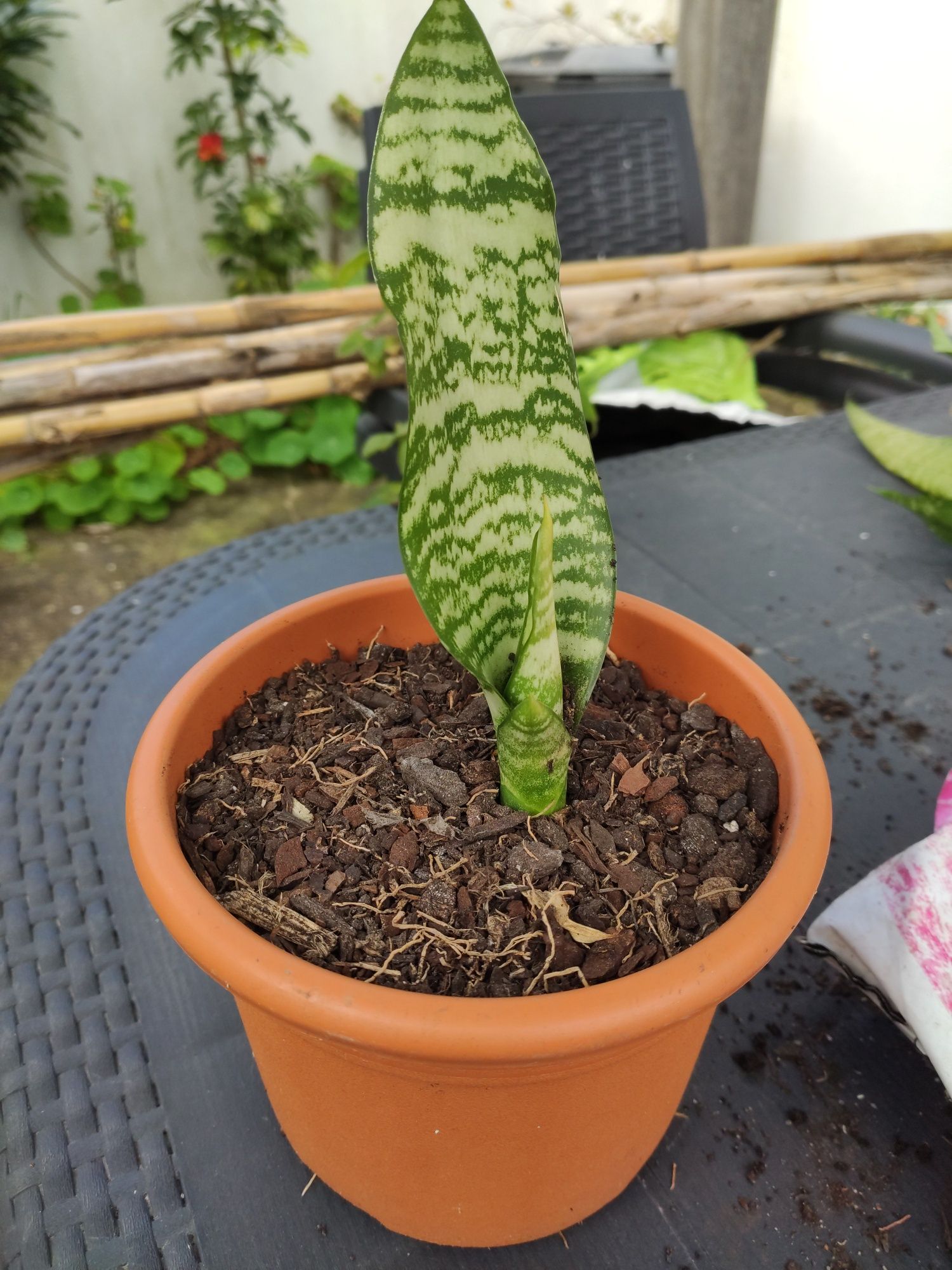 Plantas Espada S. Jorge