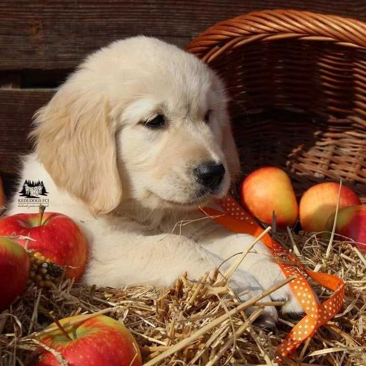 Golden retriever Zkwp FCI gotowy do odbioru