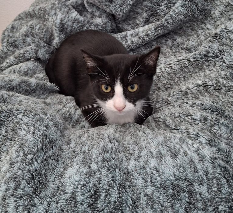 Gatinhos bebé para adoção