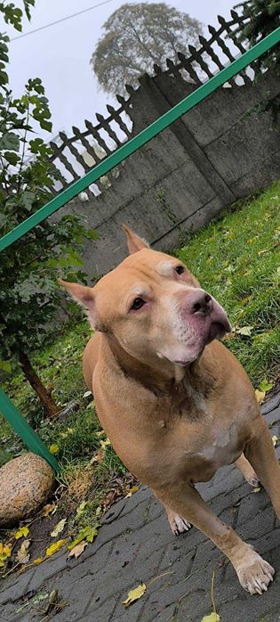 Spokojna, łagodna Baryłka do adopcji