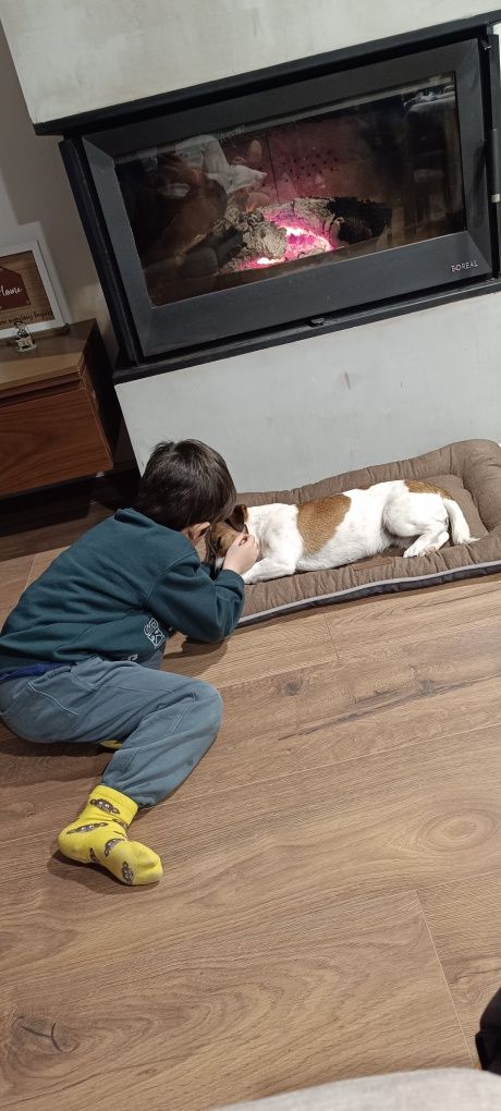 Jack Russel femea