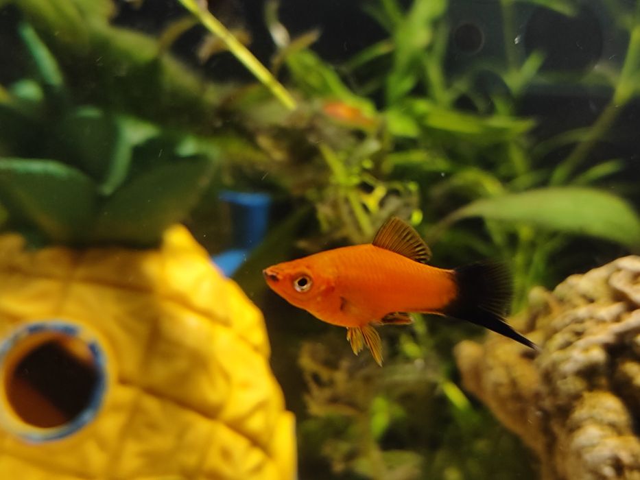 Mieczyki Czerwone Red