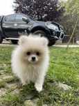 Szczeniak szpic miniaturowy pomeranian samiec