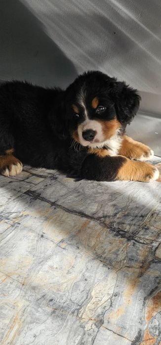 Berneński pies pasterski