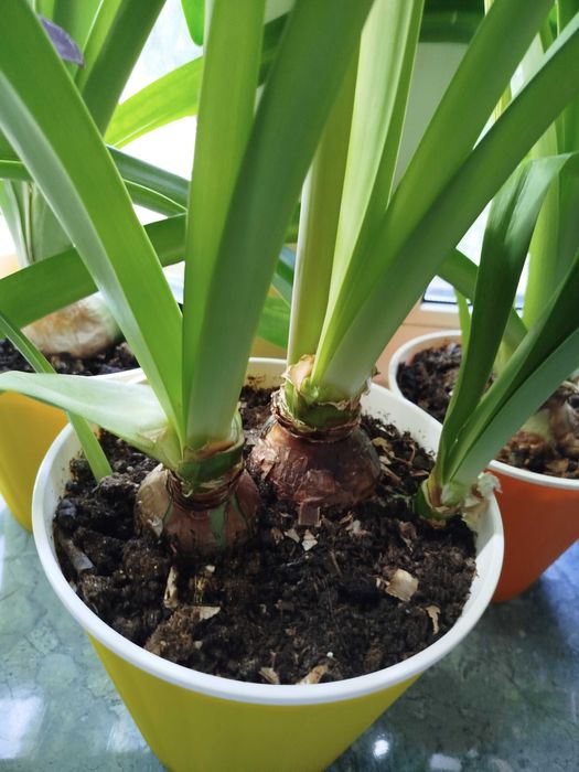 Гиппеаструм Клоун *Clown*, *Apple Blossom* , *Dancing Queen*