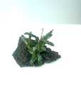 Najmniejsza BUCEPHALANDRA  kedagand   mini