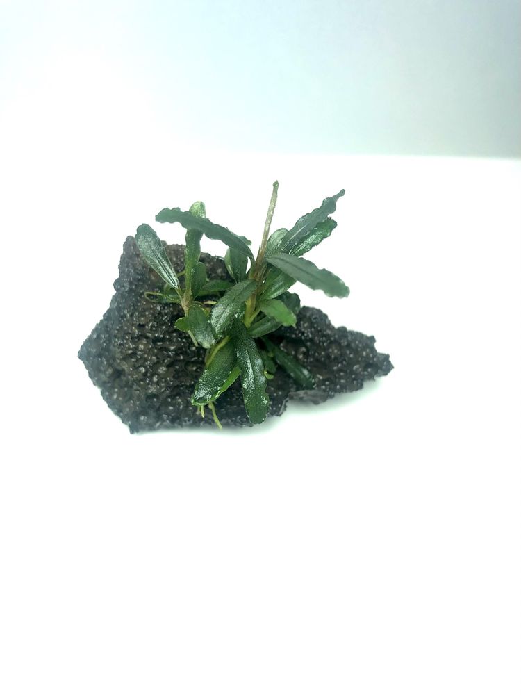 Najmniejsza BUCEPHALANDRA  kedagand   mini