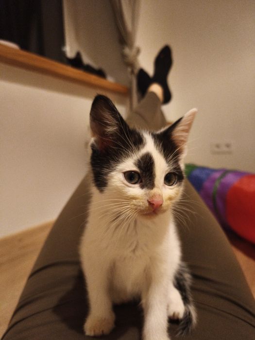 Kociaki do adopcji :)