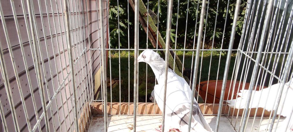 Blaowindry koroniate, żałobna perłowa koroniata, bocianka niemiecka