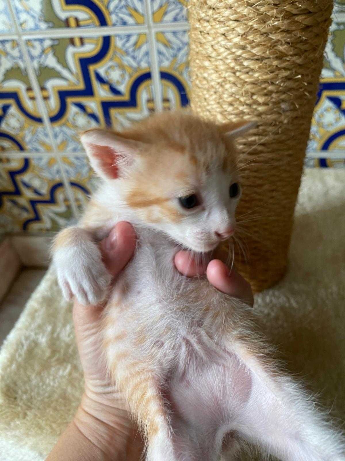 Gatinhas para adopção