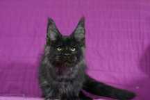 Kocurek maine coon czarny dymny