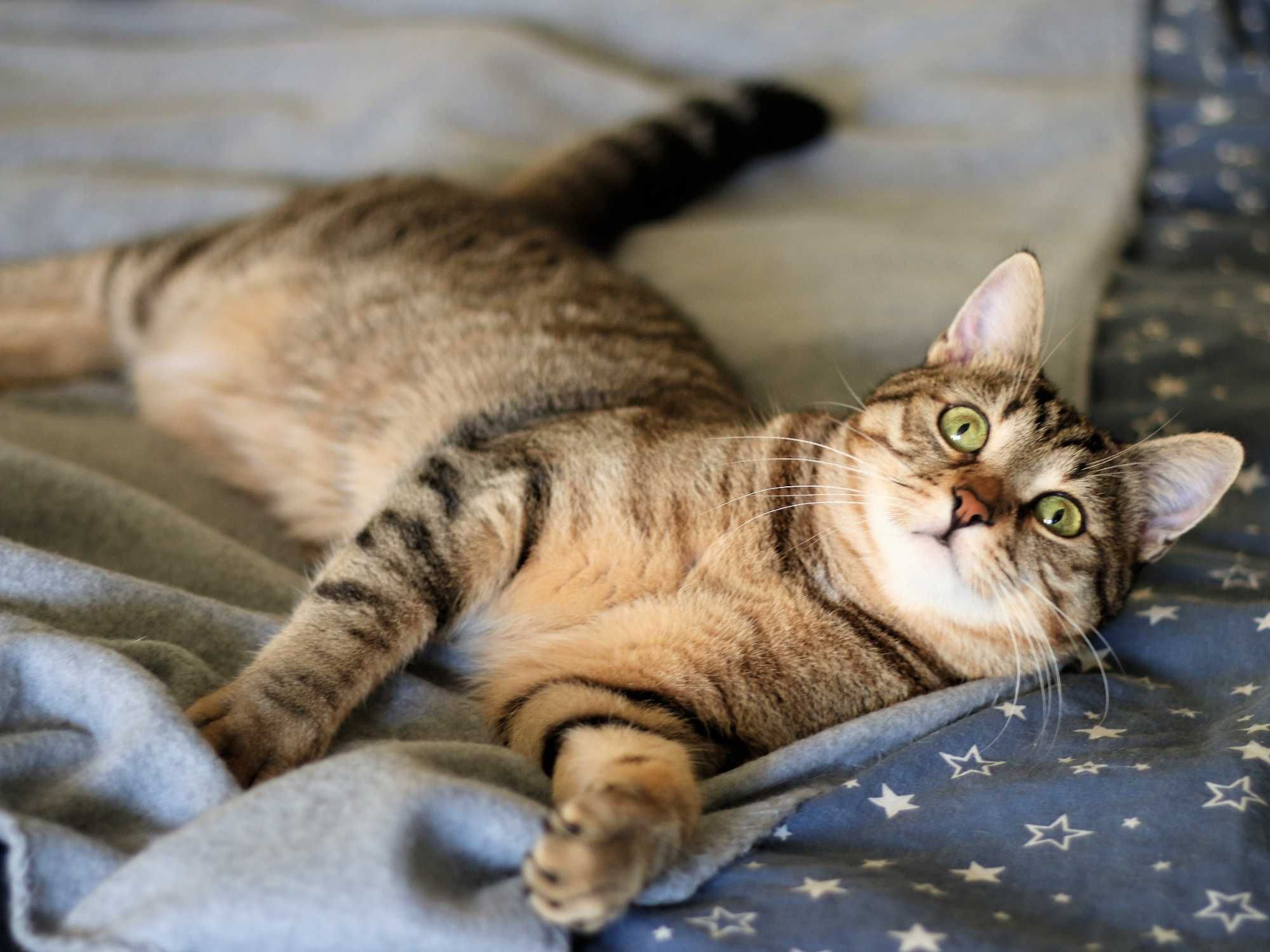 Дивовижна тигриста кішка Юлі 1 рік стерилізована