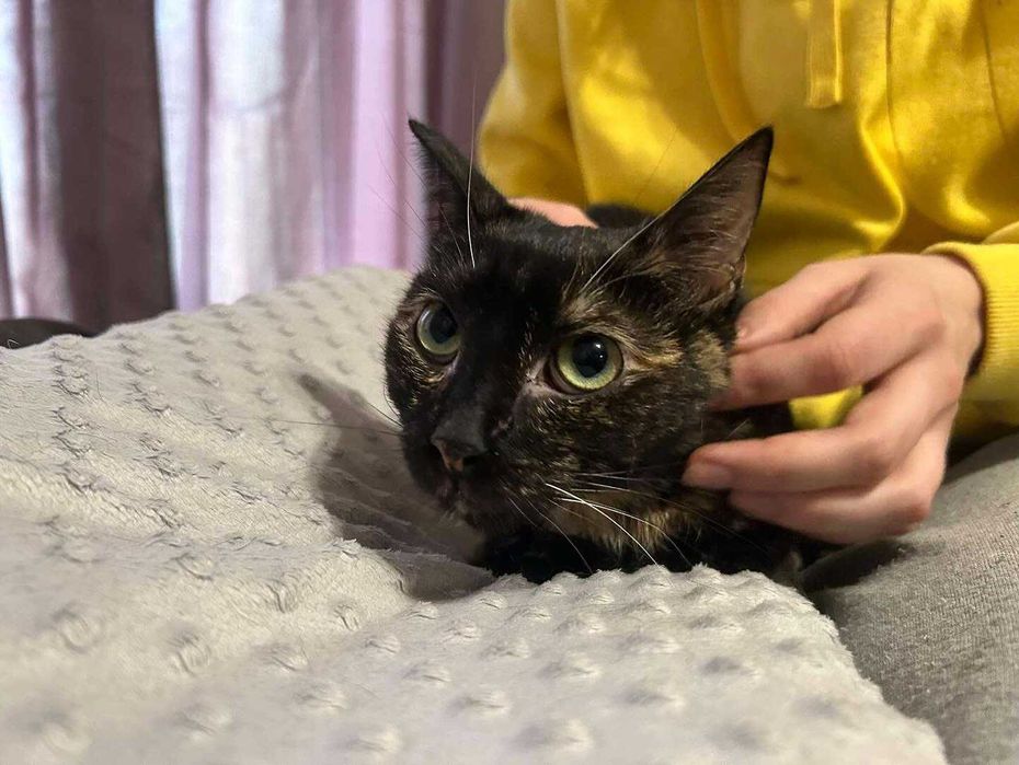 kotka szylkretowa jaga tymczasem aktualne