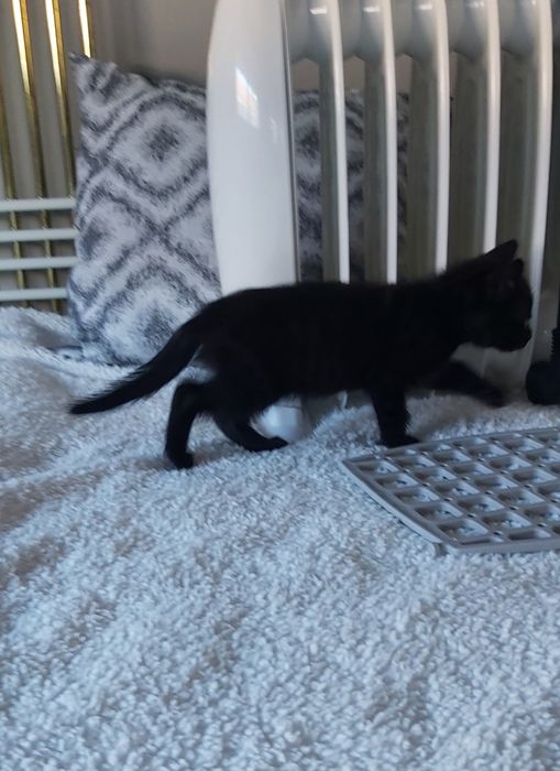 Gatinhos bebés para adoção