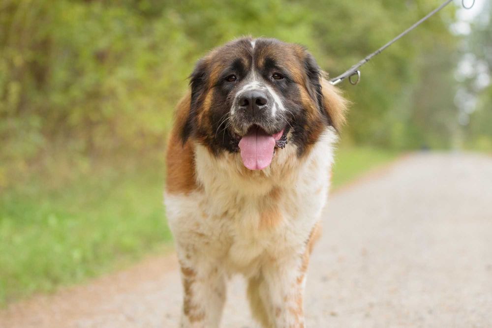 QUEEN - cudowna dama w typie bernardyna