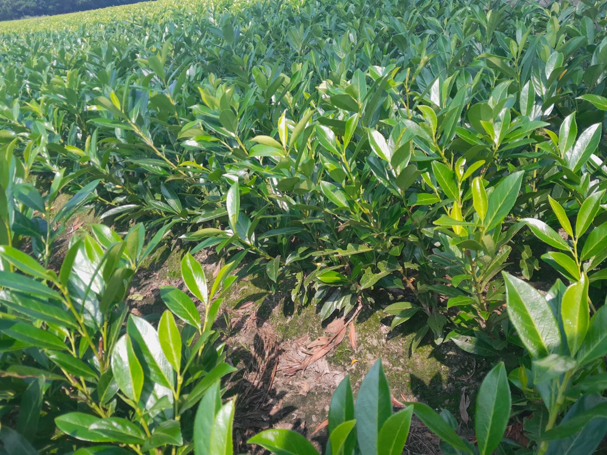 Laurowiśnia wschodnia Caucasica, Novita, Rotundifolia! Prunus! 150 cm!