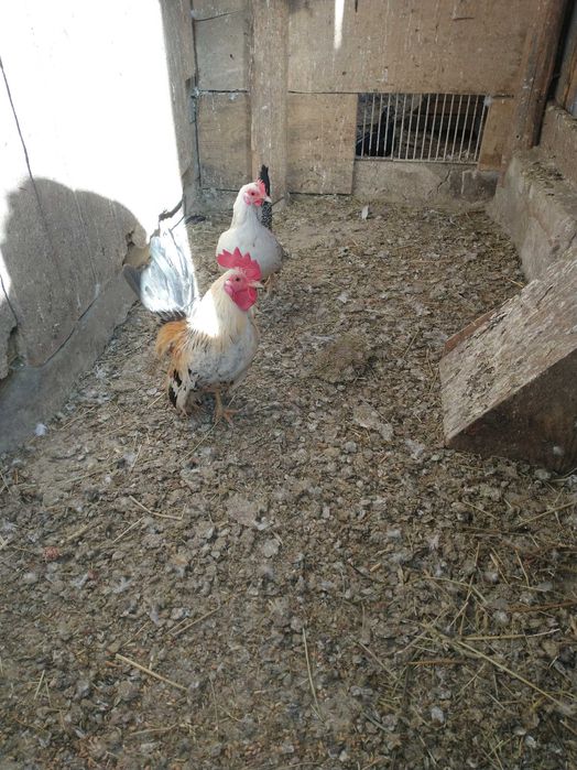 Para ładnych liliputków