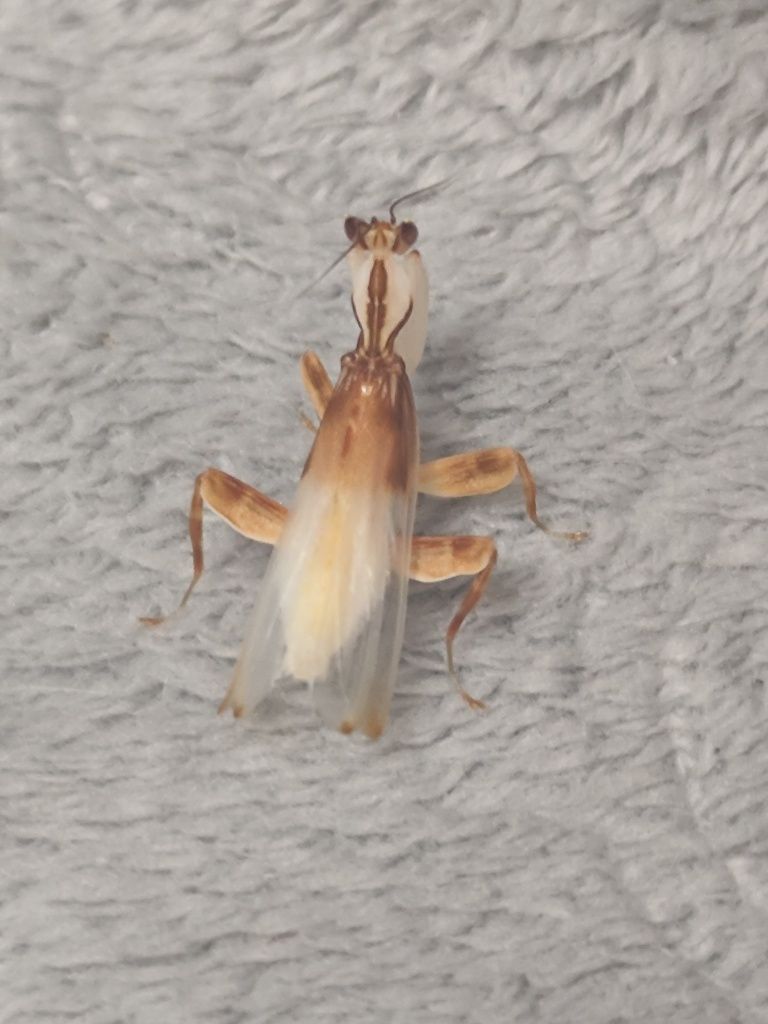 Modliszka Storczykowa samiec  Hymenopus coronatus. Wylinkę